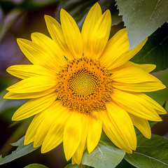 Sun Flower