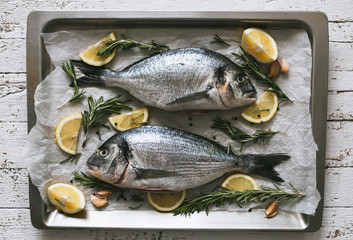 Fresh uncooked Dorado or sea bream fish with lemon and rosemary lie on a metal baking tray on the white wooden background. Top view