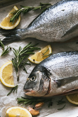 Fresh uncooked Dorado or sea bream fish with lemon and rosemary lie on a metal baking tray on the...
