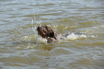 Fototapeta premium Italian Wire-haired Pointing Dog in the water