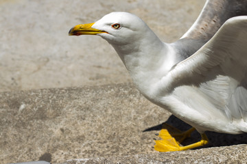 albatros na marmurowych schodach z gołębiami w tle 