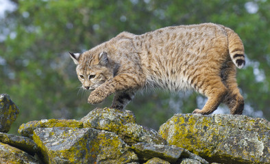 Bobcat