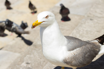 albatros na marmurowych schodach z gołębiami w tle  © Magdalena