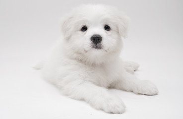 A Maltese puppy with white background