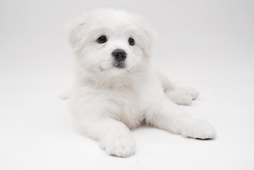 A Maltese puppy with white background