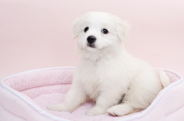 A Maltese puppy on its sleeping basket with pink background