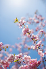 Sakura blossom - brunch with soft pink flowers of Japan cherry