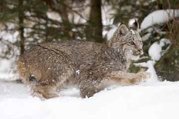 Lynx