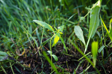 Young cannabis plant growing outdoors. Natural medicine.
