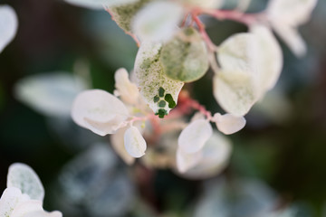 The leafs of an ice-cream bush.