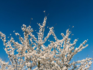 White Tree Spring Flowers In Sunny Day