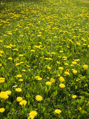 Lots of dandelions on green grass.