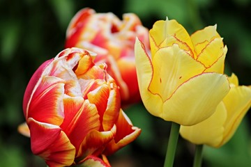 Fototapeta na wymiar bunte Tulpenblüten