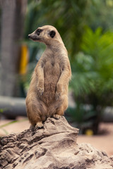 Meerkat standing on the rock and looking around.