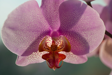 Obraz premium Orchid flower close-up