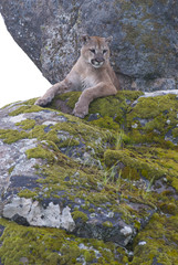 Mountain Lion