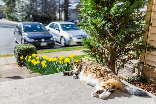 Maine coot cat lying outside in spring by daffodils by stairs on porch