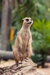 Meerkat standing on the rock and looking around.