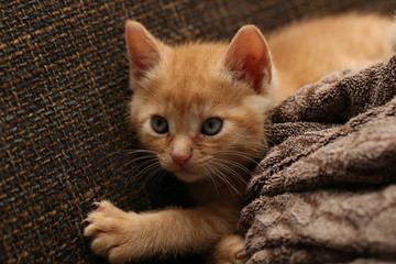 Cat / Little kittens