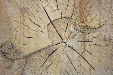 Background structure of wood with cracks