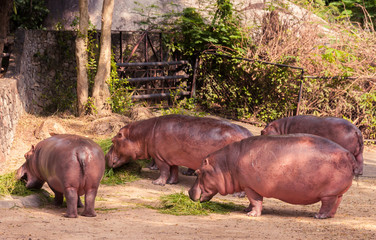 Hippo family staying together and eating food.