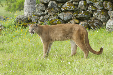 Mountain Lion
