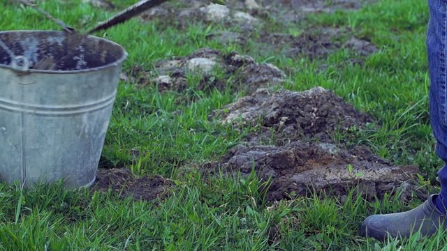 Farmer removing molehills with a spade