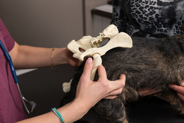 Le vétérinaire donne des conseils aux enfants pour le bon entretien et la bonne santé du chien...