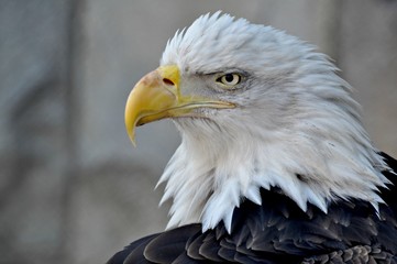 Close-up portrait of bald eagle