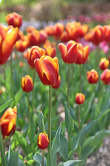 Tulipes jaune et rouge au printemps au jardin