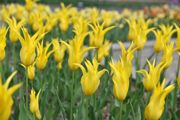Tulipes jaunes à fleur de lys au printemps au jardin