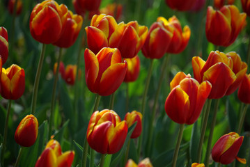 Fototapeta premium Tulipes jaune et rouge au printemps au jardin