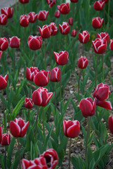 Tulipes rouges au printemps au jardin