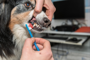 Le vétérinaire chirurgien effectue un détartrage et des soins dentaires sur un chien. Le...