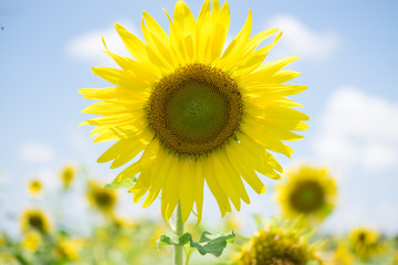 Obraz premium Yellow sunflower over blue sky