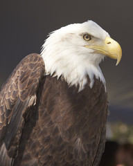 Bald Eagle on display at Burrowing Owl Festival in Cape Coral, Florida