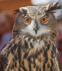 Asian Eagle Owl on display at Burrowing Owl Festival in Cape Coral, Florida