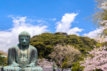 The Great Buddha  in Kamakura Japan. The foreground is cherry blossoms. Located in Kamakura, Kanagawa Prefecture Japan.