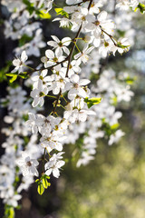 Spring flowering cherry, white flowers