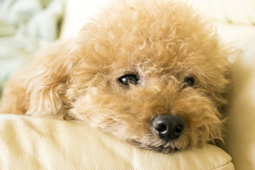 ソファーでくつろぐトイプードル