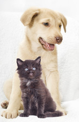 cute puppy And a kitten