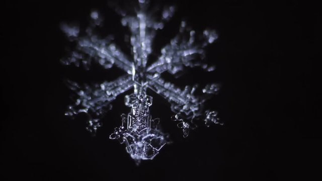 beautiful snowflake branches is disappear by the time