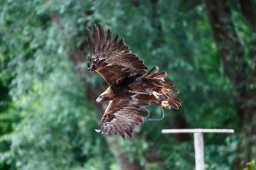Steinadler - Aquila chrysaetos