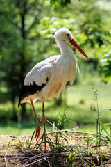 Weißstorch - Ciconia ciconia