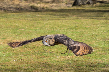 Uhu - Bubo bubo