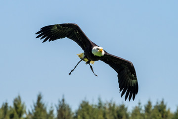 Weißkopfseeadler im Flug - Haliaeetus leucocephalus