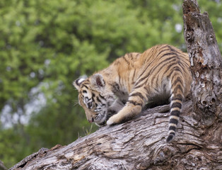 Tiger Cub