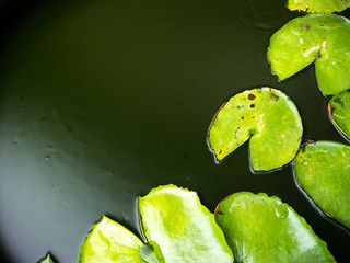 Waterlily green leaf in pond