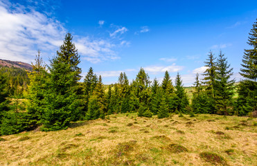 Fototapeta na wymiar spruce forest in springtime landscape