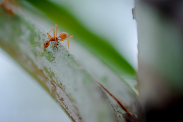 ant wildlife on plant texture ..